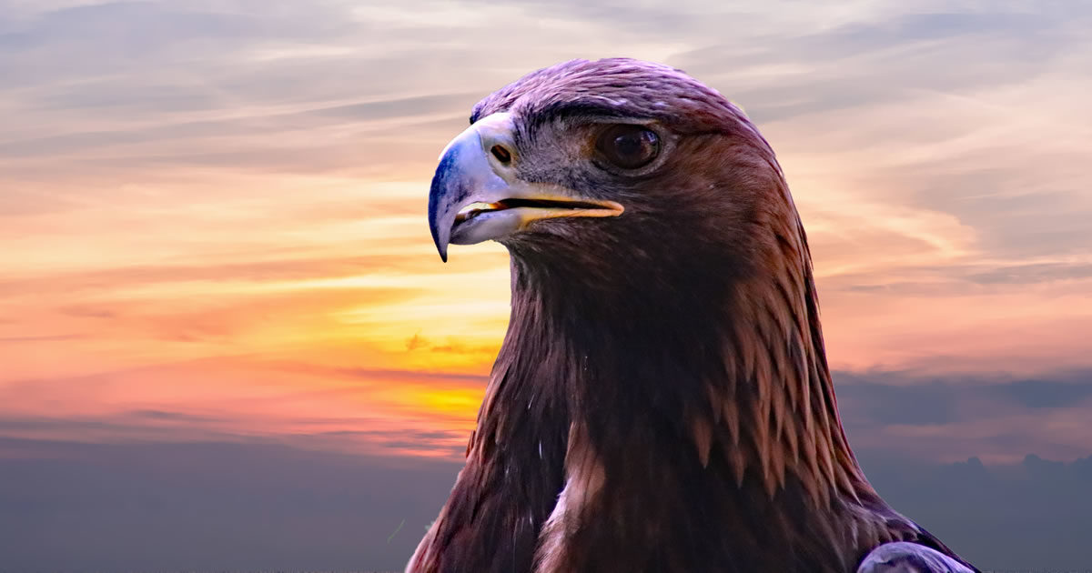 how sales hunters stalk their prey - photo of eagle at sunset from https://pixabay.com/en/golden-eagle-eagle-bird-nature-2352186/